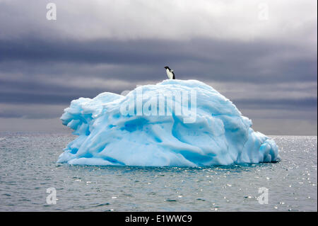 Adelie Penguin(s) (Pygoscelis Adeliae), Orne Inseln, antarktische Halbinsel Stockfoto