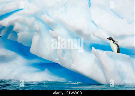 Adelie Penguin(s) (Pygoscelis Adeliae), Orne Inseln, antarktische Halbinsel Stockfoto