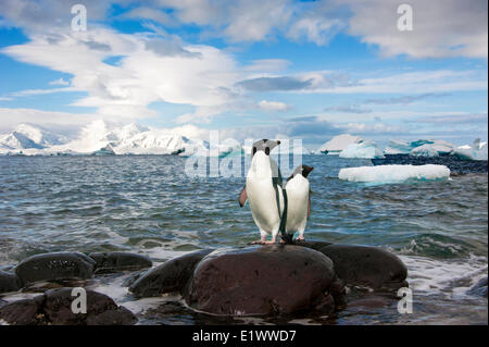 Adelie Penguin(s) (Pygoscelis Adeliae), Orne Inseln, antarktische Halbinsel Stockfoto