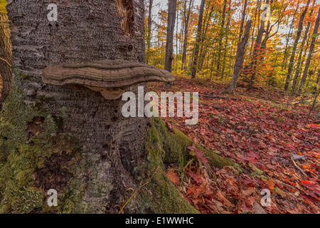 Großer Pilz auf einem Baumstumpf mit Herbst Blätter überall auf dem Boden. Die bunten Blätter Espe Ahornbäume sind in der Ferne sehen. Stockfoto