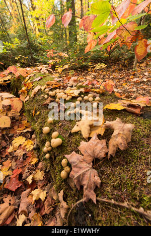 Laub und Pilzen liegen auf einem gefallenen Moos bedeckt Baumstamm in Algonquin Park, Ontario. Stockfoto