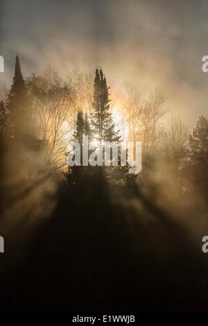 Die Sonne durch den Nebel und Bäumen schafft "Gottes Strahlen" als Dawn in Algonquin Park, Ontario kommt. Stockfoto