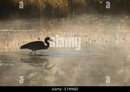 Great Blue Heron Angeln einen Fisch zu fangen, in den frühen Morgen Nebel Algonquin Park Ontario. Das Wasser ist Costello Creek in der Nähe Stockfoto