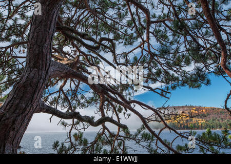 Grand Lake kann durch eine Jack Kiefer gesehen werden, da der Nebel den See in den frühen Morgen im Algonquin Park lichtet Stockfoto