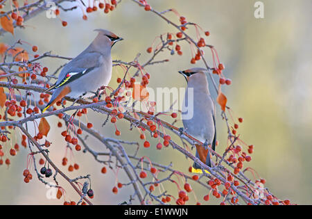 Böhmische Seidenschwänze, Bombycilla Garrulus, Essen Beeren in Banff, Alberta, Kanada Stockfoto