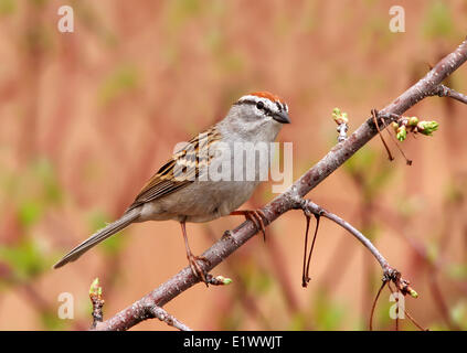 Chipping Spatz, Spizella Passerina, sitzt auf einem Ast im Frühjahr in Saskatoon, Saskatchewan, Kanada Stockfoto