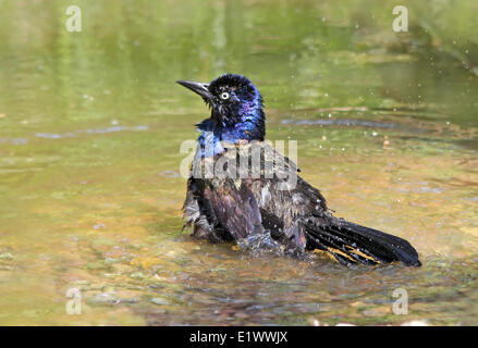 Gemeinsamen Grackle, Quiscalus Quiscula, badet in einem Hinterhofteich in Saskatoon, Saskatchewan, Kanada Stockfoto