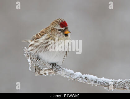 Gemeinsamen Redpoll, Acanthis Flammea, Sitzstangen frostigen Niederlassung in Saskatchewan, Kanada Stockfoto