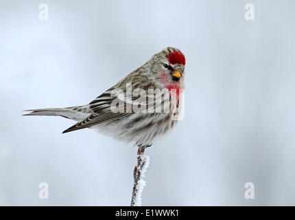 Eine männliche Common Redpoll, Acanthis Flammea, hockt auf einem frostigen Ast, Saskatchewan, Kanada Stockfoto