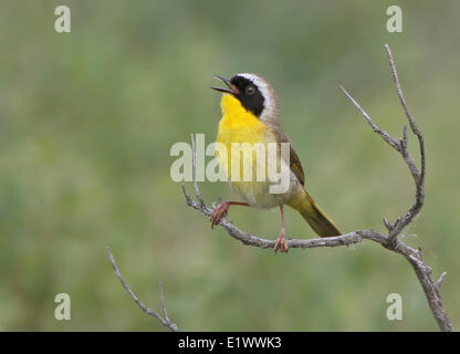 Gemeinsamen Yellowthroat, Geothlypis Trichas singt aus einen Barsch in Saskatchewan Landung Provincial Park, Saskatchewan, Kanada Stockfoto