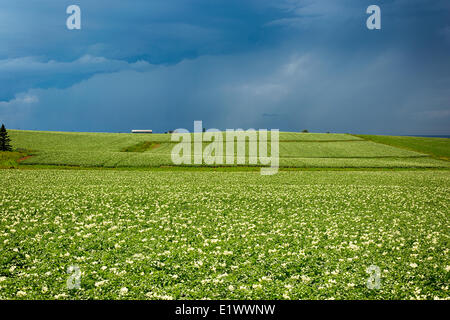 Kartoffelfeld in Blüte, Hampton, Prince Edward Island, Canada Stockfoto