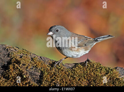 Dunkel-gemustertes Junco, Junco Hyemalis, thront auf einem moosigen Baumstamm im Herbst, in Saskatchewan, Kanada Stockfoto