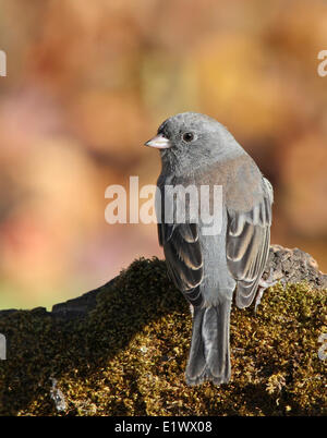 Dunkel-gemustertes Junco Junco Hyemalis, thront auf einem moosigen Baumstamm in Herbst, Saskatchewan, Kanada Stockfoto