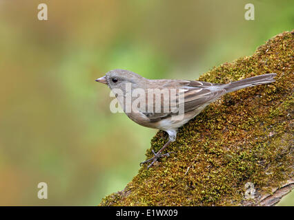 Dunkel-gemustertes Junco, Junco Hyemalis, thront auf einem moosigen Baumstamm in Saskatchewan, Kanada Stockfoto