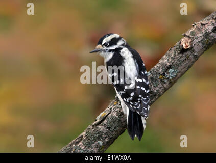 Dunenspecht, Picoides Pubescens, thront auf einem Ast im Herbst, Saskatchewan, Kanada Stockfoto