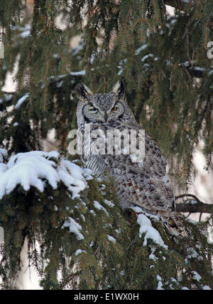 Eine große gehörnte Eule, Bubo Virginianus, thront in einer Fichte im Winter in Saskatchewan, Kanada Stockfoto