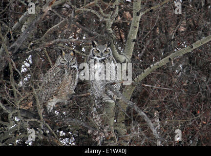 Ein paar große Uhus Bubo Virginianus, thront in einer aspen Grove bei Clavet, Saskatchewan, Kanada Stockfoto