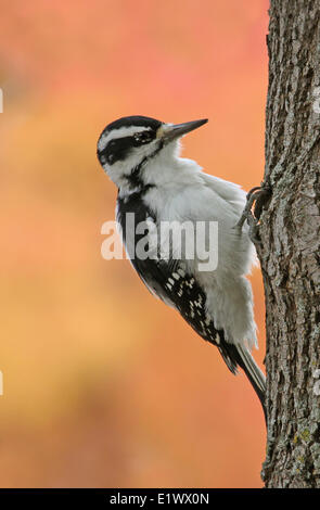 Haarige Specht, Picoides Villosus klammerte sich an einem Baum in Saskatoon, Saskatchewan im Herbst Stockfoto