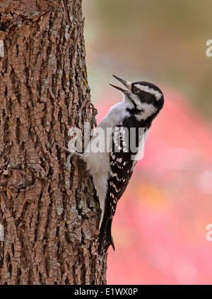 Haarige Specht, Picoides Villosus klammerte sich an einem Baum in Saskatoon, Saskatchewan im Herbst Stockfoto