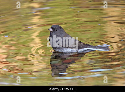 Dunkel-gemustertes Junco, Junco Hyemalis, Baden in einem Teich in Saskatchewan, Kanada Stockfoto