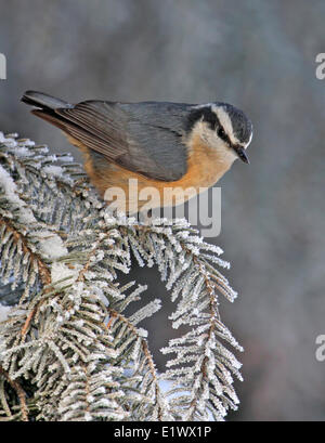 Red-breasted Kleiber Sitta Canadensis, thront auf einer Fichte in Saskatchewan. Stockfoto