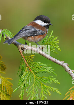 Kastanien-backed Meise auf Cedar Zweig - Saanich BC Stockfoto