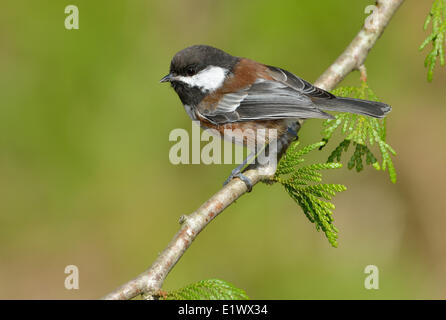 Kastanien-backed Meise auf Cedar Zweig - Saanich BC Stockfoto