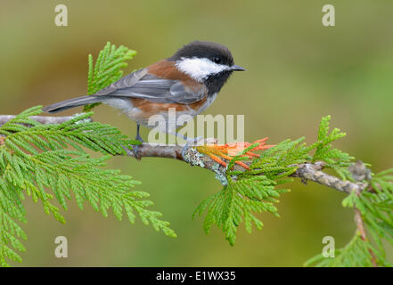 Kastanien-backed Meise auf Cedar Zweig - Saanich BC Stockfoto