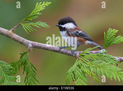 Kastanien-backed Meise auf Cedar Zweig - Saanich BC Stockfoto