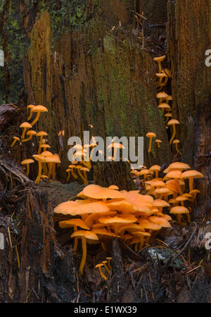 Chrysomphalina Aurantiaca Pilze - Beaver Lake Victoria BC Stockfoto