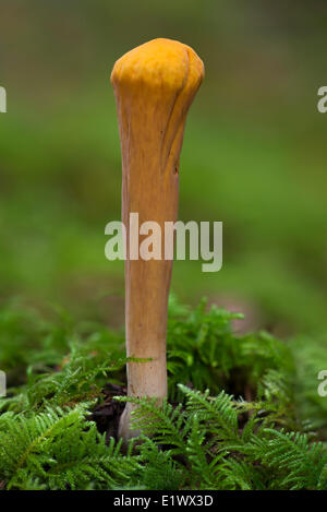 Clavariadelphus Truncatus - Beaver Lake Victoria BC Stockfoto