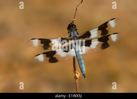 Acht-spotted Abstreicheisen Libelle - Beaver Lake Victoria BC Stockfoto