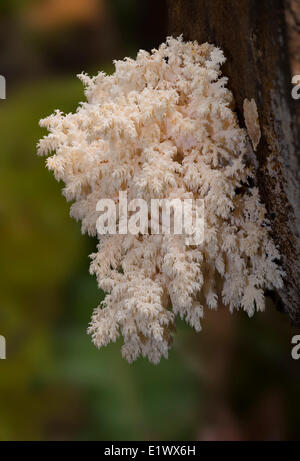 Hericium Pilz Abietis Korallen - Beaver Lake Victoria BC Stockfoto