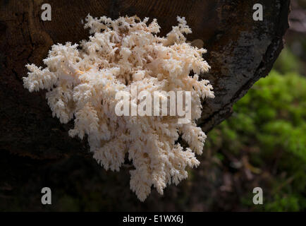 Hericium Pilz Abietis Korallen - Beaver Lake Victoria BC Stockfoto