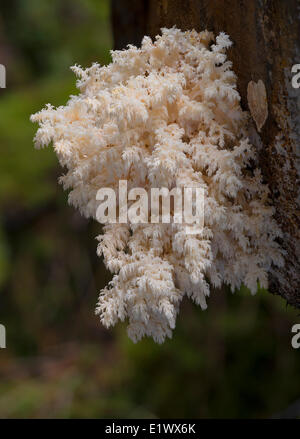 Hericium Pilz Abietis Korallen - Beaver Lake Victoria BC Stockfoto