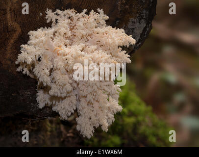 Hericium Pilz Abietis Korallen - Beaver Lake Victoria BC Stockfoto