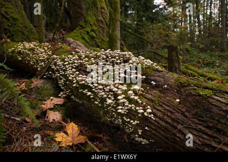 Grünblättriger-Spezies Pilz auf umgestürzten Baumstamm - Beaver Lake Victoria BC Stockfoto