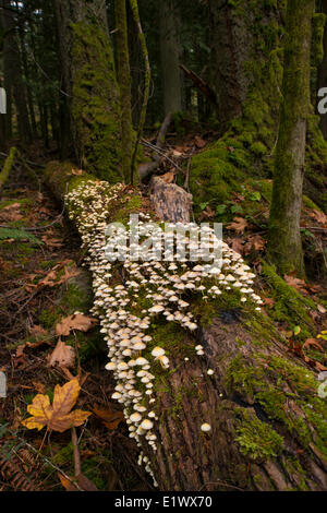 Grünblättriger-Spezies Pilz auf umgestürzten Baumstamm - Beaver Lake Victoria BC Stockfoto