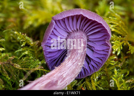 Lacktrichterling Amethysteo Occidentalis Pilz - Beaver Lake Victoria BC Stockfoto