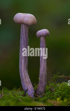 Lacktrichterling Amethysteo Occidentalis Pilz - Beaver Lake Victoria BC Stockfoto