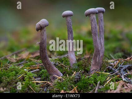 Lacktrichterling Amethysteo Occidentalis Pilz - Beaver Lake Victoria BC Stockfoto