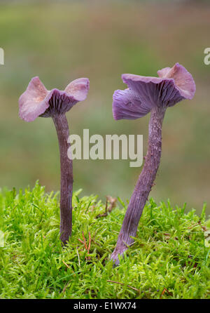 Lacktrichterling Amethysteo Occidentalis Pilz - Beaver Lake Victoria BC Stockfoto