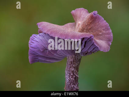 Lacktrichterling Amethysteo Occidentalis Pilz - Beaver Lake Victoria BC Stockfoto