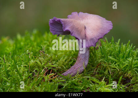 Lacktrichterling Amethysteo Occidentalis Pilz - Beaver Lake Victoria BC Stockfoto