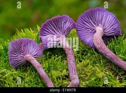 Lacktrichterling Amethysteo Occidentalis Pilz - Beaver Lake Victoria BC Stockfoto