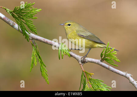 Orange-gekrönter Warbler - Saanich BC Stockfoto
