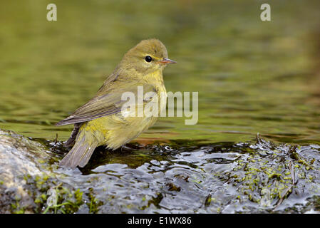 Orange-gekrönter Warbler - Saanich BC Stockfoto