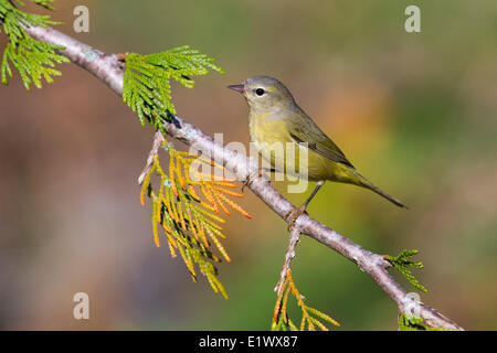 Orange-gekrönter Warbler - Saanich BC Stockfoto