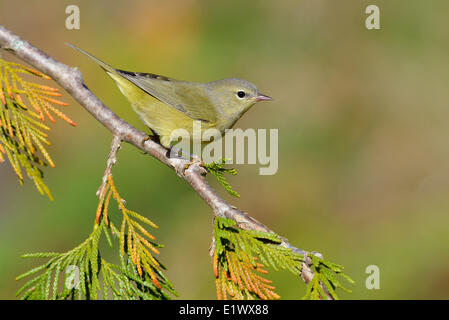 Orange-gekrönter Warbler - Saanich BC Stockfoto