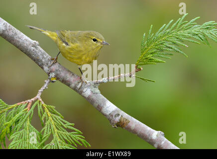 Orange-gekrönter Warbler - Saanich BC Stockfoto